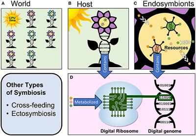 Symbiosis in Digital Evolution: Past, Present, and Future